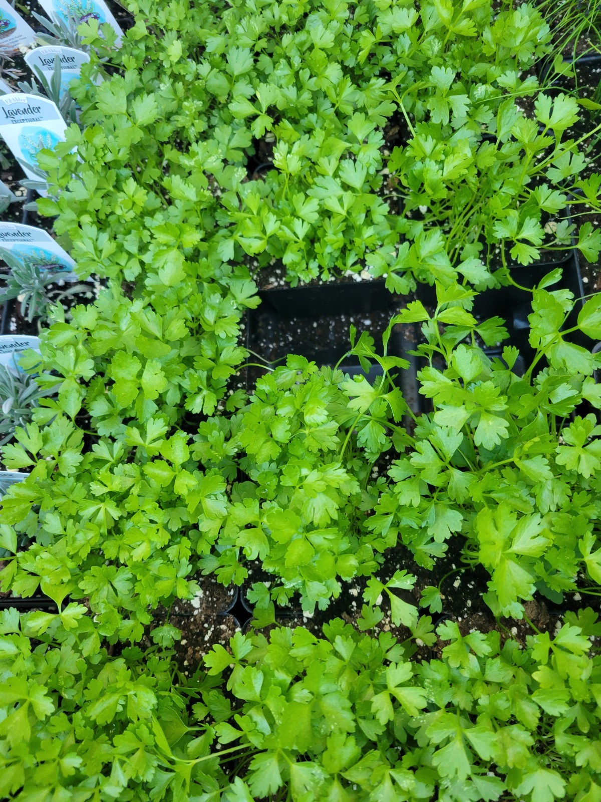 2 Pk Celery Live Plant In 4″ Pots, Healthy Well-rooted Plants
