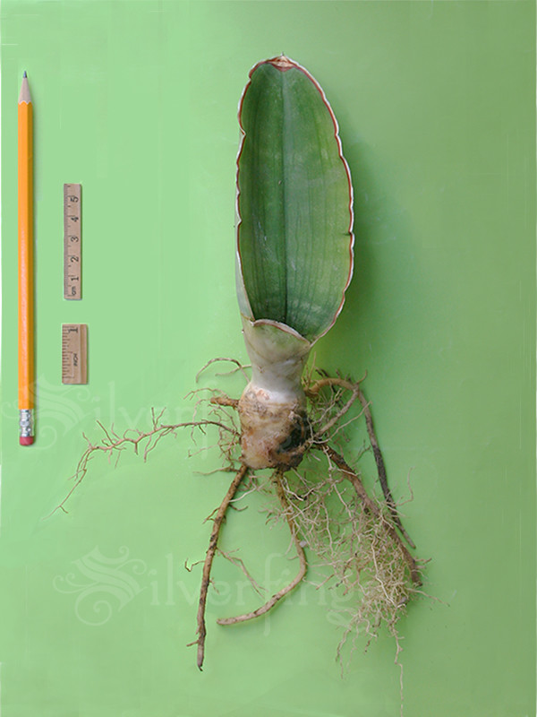 SANSEVIERIA Sp Nov km 42 No 21837 — Mafinga Tanzania — BLUE FORM • SUPER RARE