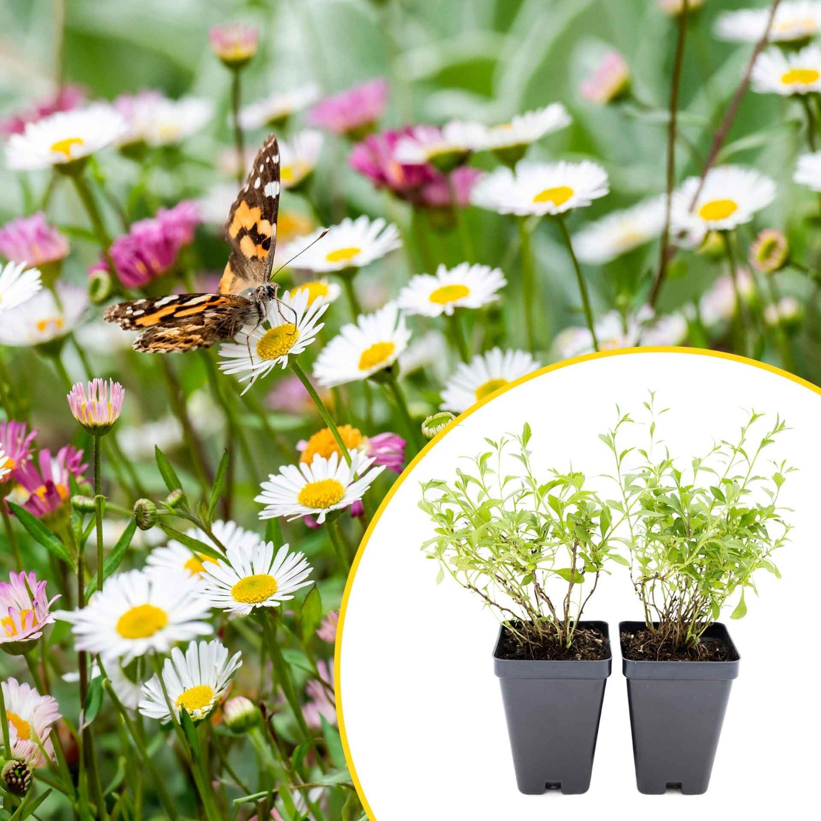 2 Santa Barbara Daisy Plants in 3.5″ Cubes | Flowering Groundcover (Erigeron)