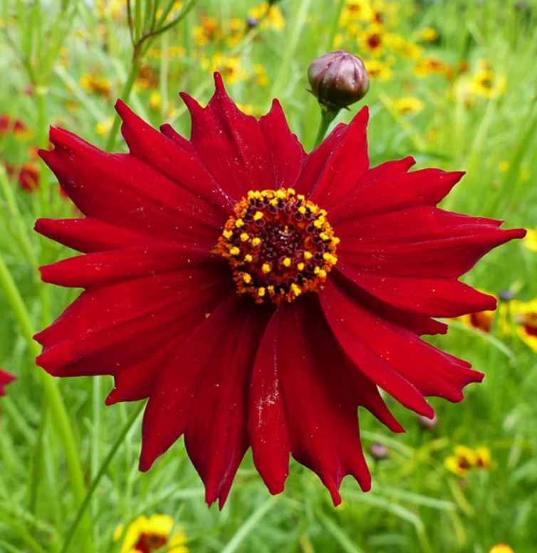 Coreopsis PLAINS SEMI-DWARF RED Heirloom Pollinators Bees USA Non-GMO 1000 Seeds