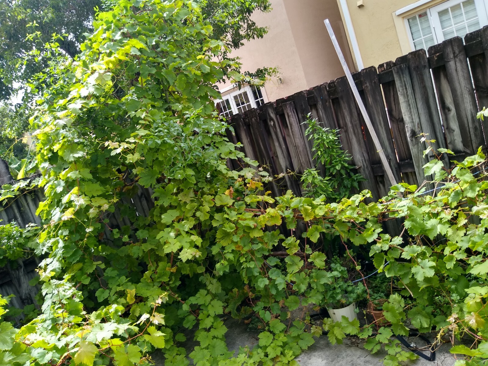 10 Crimson Fresh Vine Cuttings Large Red Seedless Table Grape