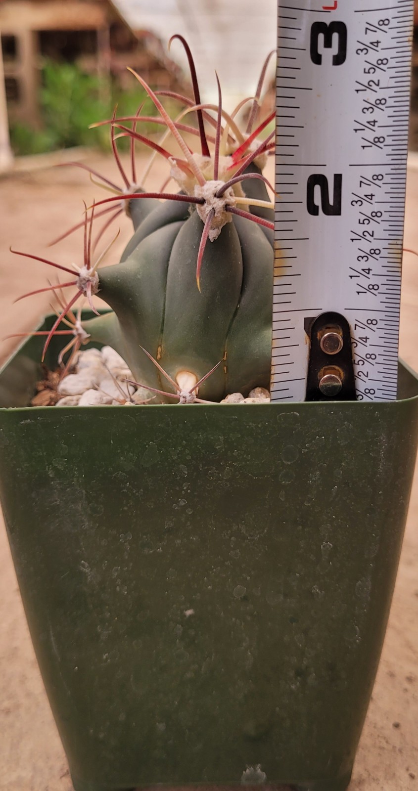 Ferocactus Emoryi ‘Emory Barrel’ 2.5″ Tall – Bare Root