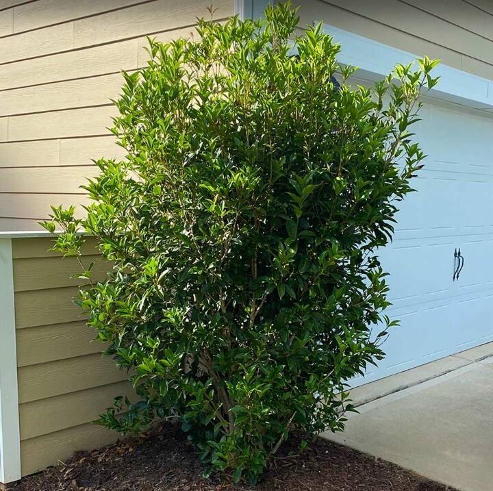 Fragrant Tea Olive Tree 3Gallon Outdoor Evergreen Osmanthus Fragrans Garden Tree
