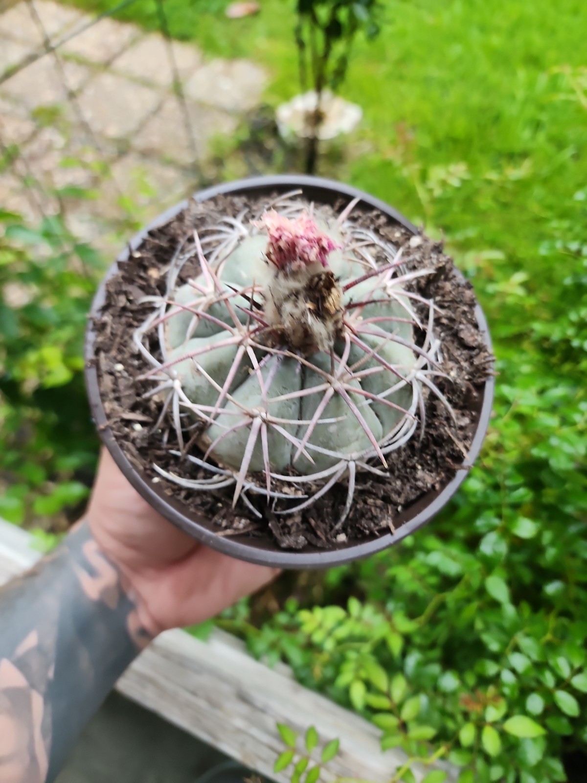 Large Echinocactus Horizonthalonius Horse Crippler Cactus Head BE6
