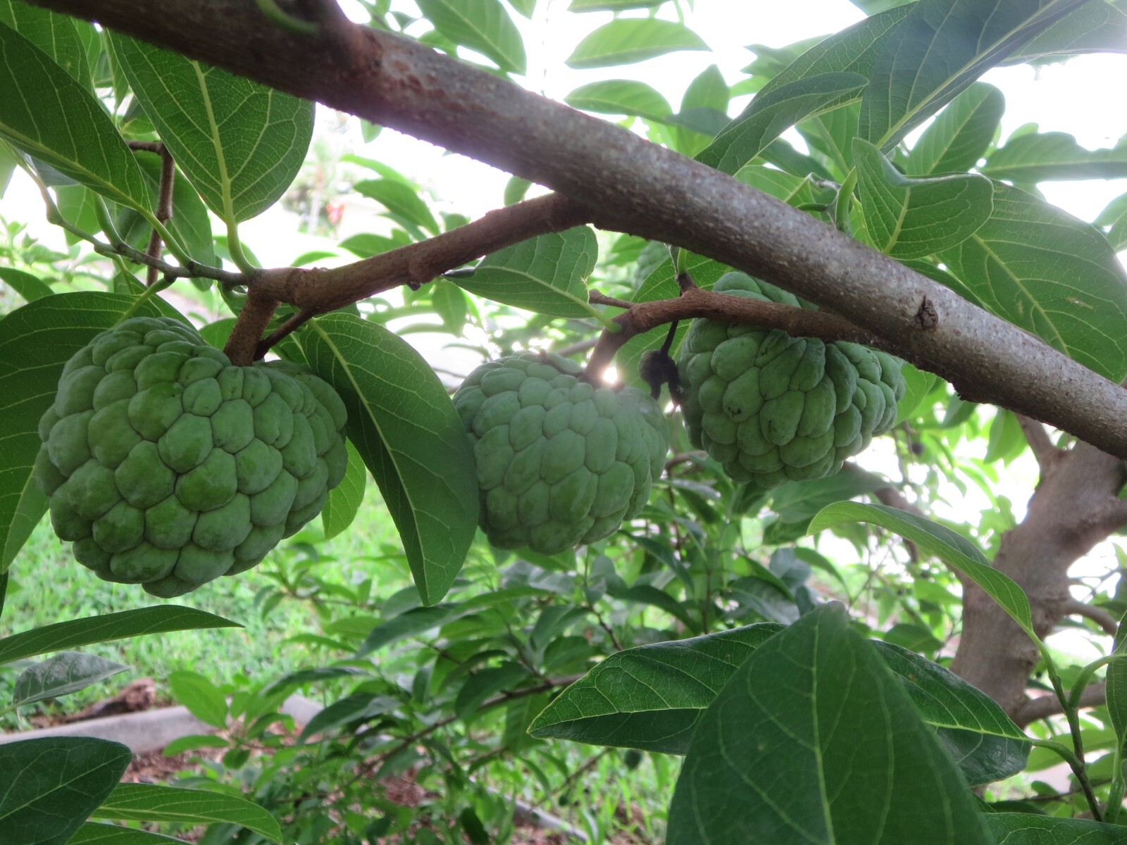 Sugar Apple Annona Squamosa Fruit Organic 30 Seeds Florida Grown Harvested 2024