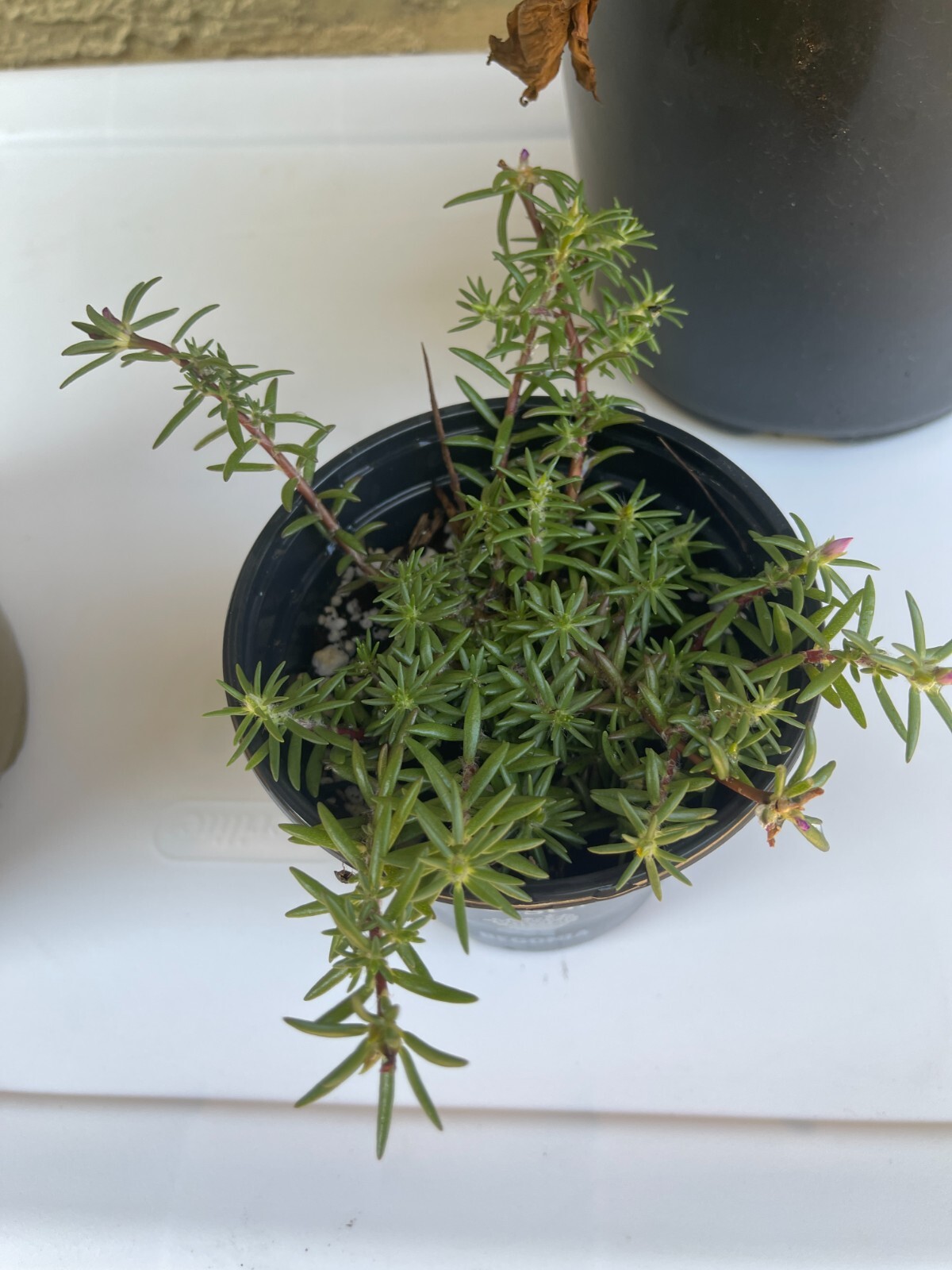 Teeny tiny, so pretty Portulaca Live plant Potted Moss Rose Purslane pot