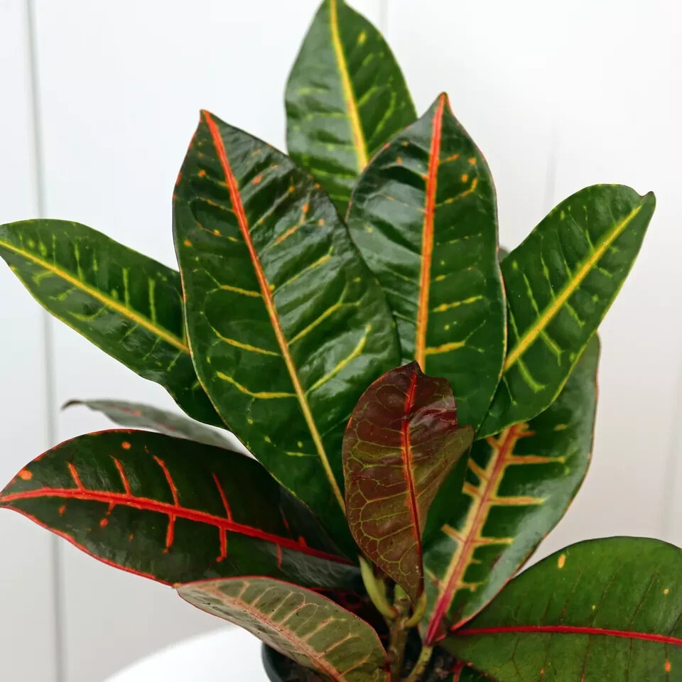 Petra Croton, LIVE Tropical Plant, Houseplant Multicolored in 4″ pot
