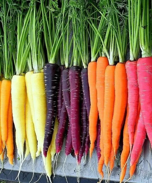 Rainbow Blend Carrot Seeds Mi, NON-GMO, ORGANIC, HEIRLOOM – Free Shipping!