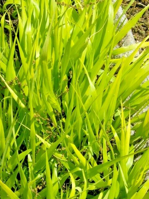30 ALL GOLD JAPANESE FOREST GRASS SEEDS – Hakonechloa macra ‘ All Gold ‘
