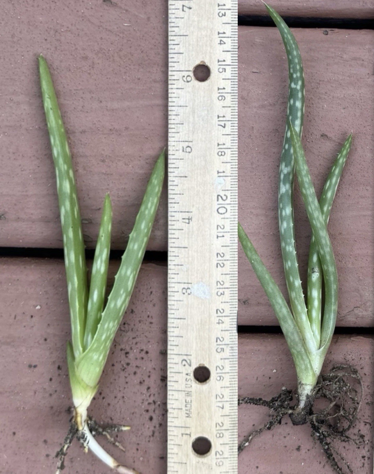 (2) Organic Aloe Vera Plants Medicinal, Air Purifying, Live Roots