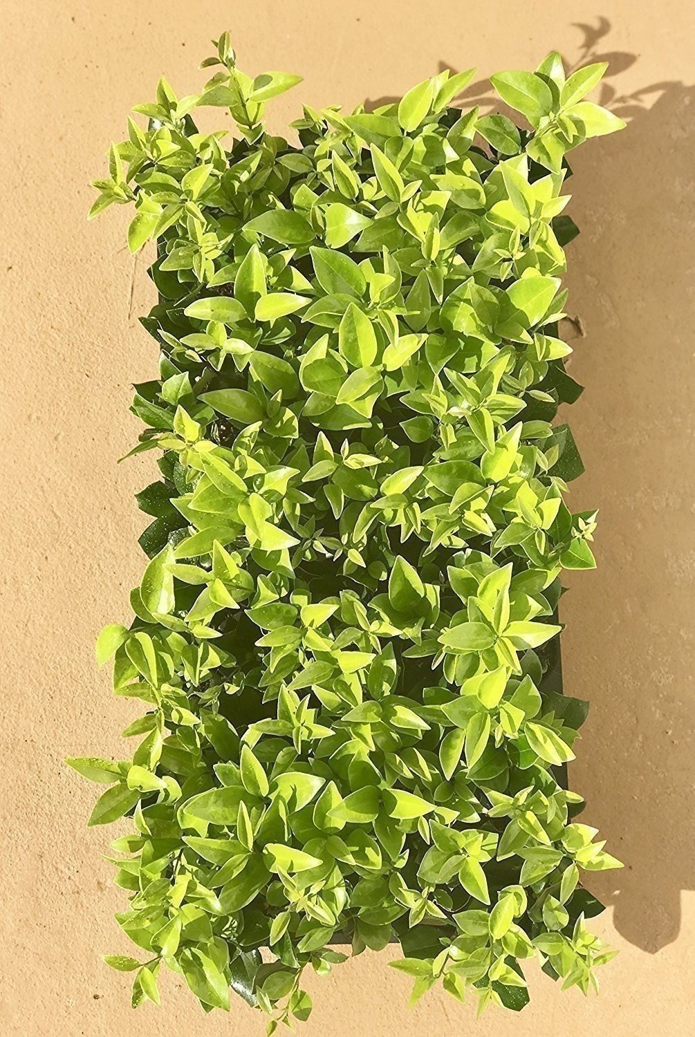 Ligustrum Waxleaf Privet | 2 Inch | Ligustrum japonicum | Low Maintenance Shrub