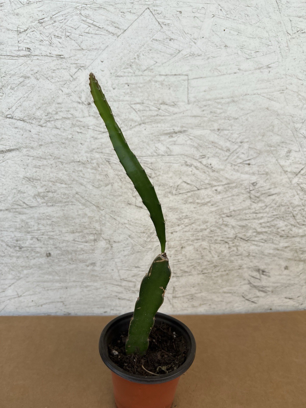 1 Rooted And Sprouted White Dragon Fruit 15” With Pot Live Plant