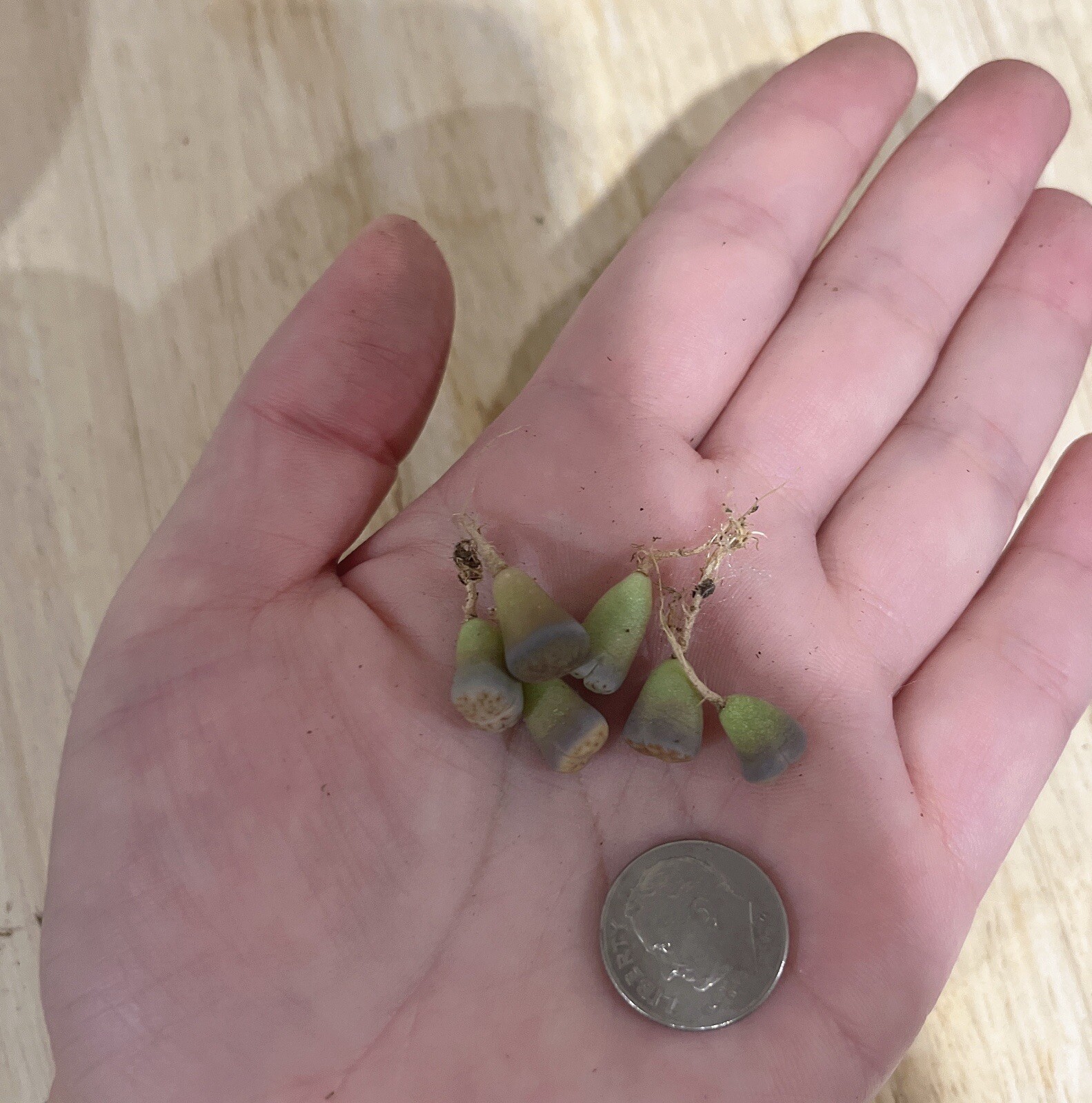 Live Plants|30pcs (0.2-0.3”)Lithops , Living Stone,RANDOMLY Shipment