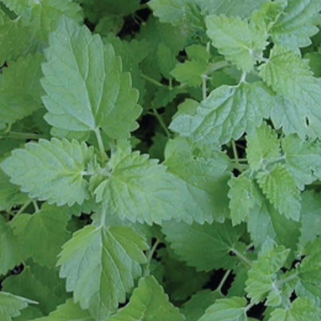 1500+ Catnip Seeds (Nepeta cataria) – Herb Seeds | USA FREE SHIPPING!