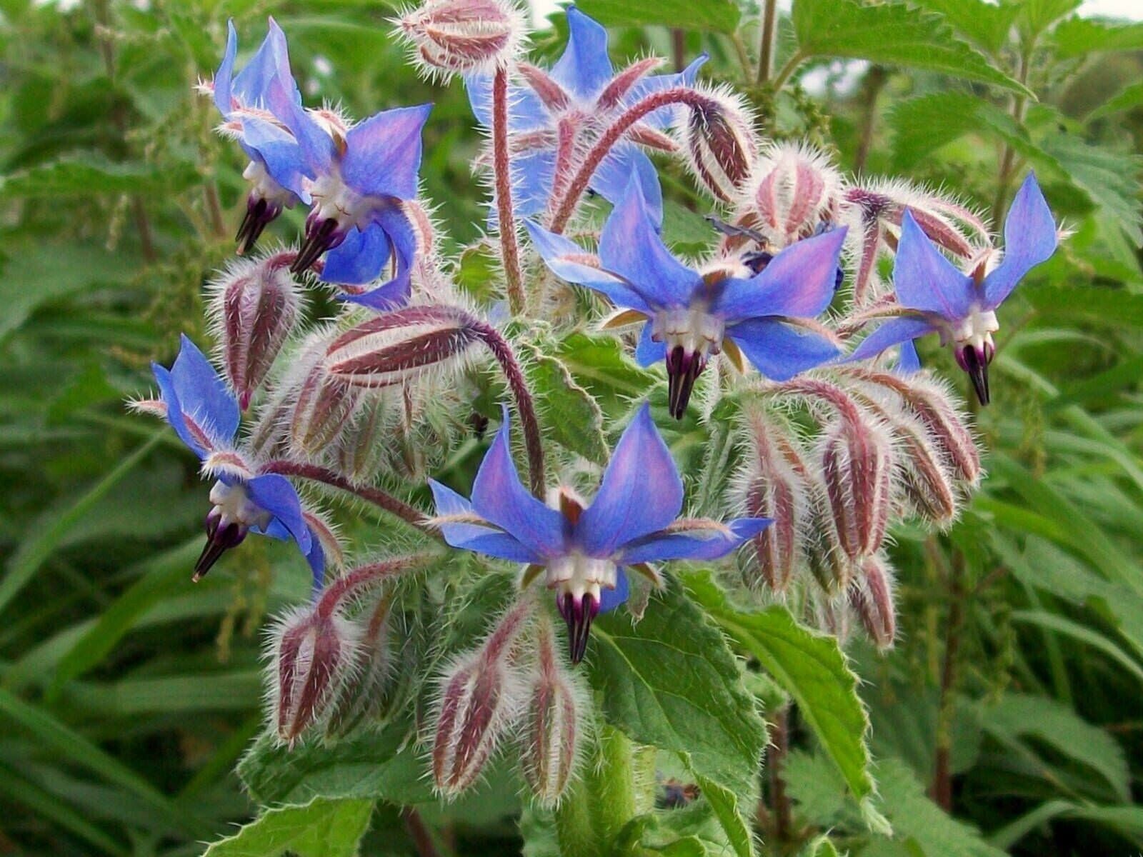 100+ Borage Herb Seeds —————— Pest Repellent — Heirloom — NON GMO