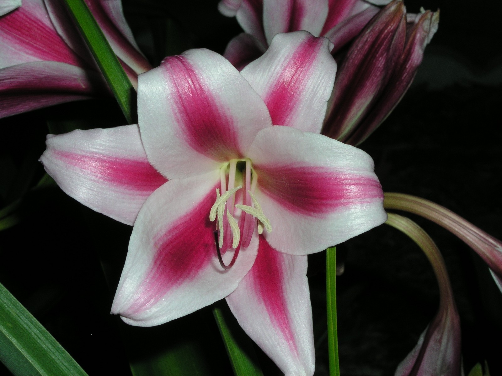 Crinum Lily, Candy Twist, small-size bulb NEW