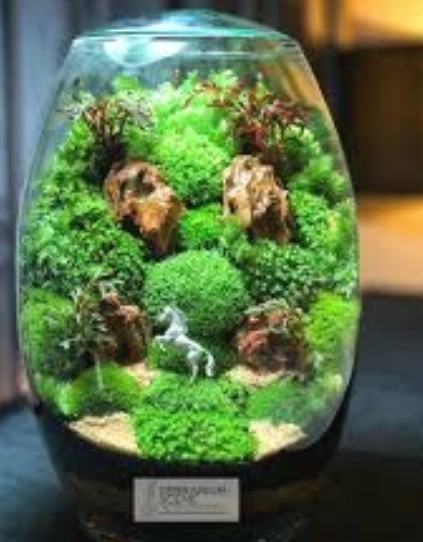 [2] 6×9 Bags Sheet/Fern/Mood Moss Assortment for Terrarium Vivarium Fairy Garden