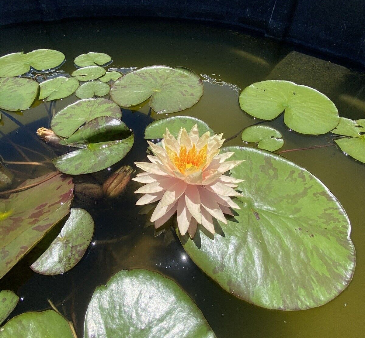Nymphaea “Sun Spark” Water Lily (Winter-Hardy) | Sprouted Tuber/Rhizome