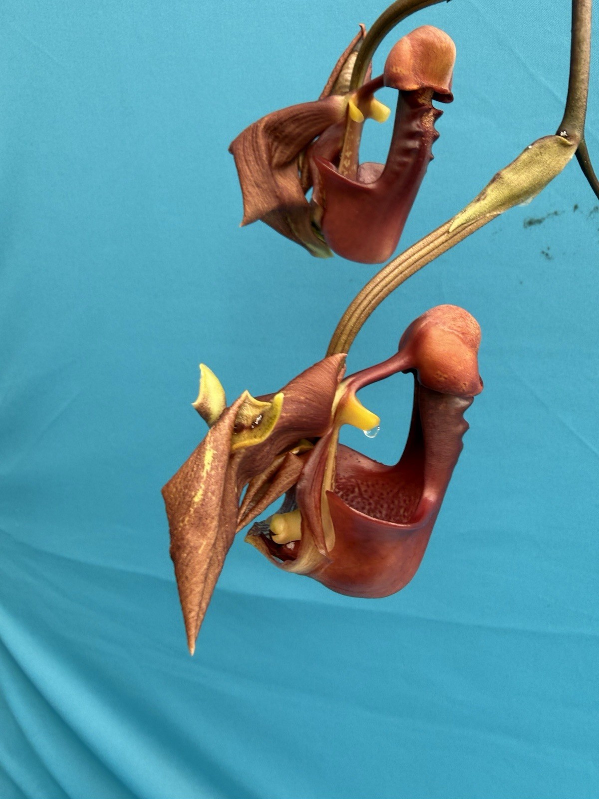 Coryanthes Alex Portilla (speciosa x bergoldii) Fragrant Pendulous Orchid 4” Pot