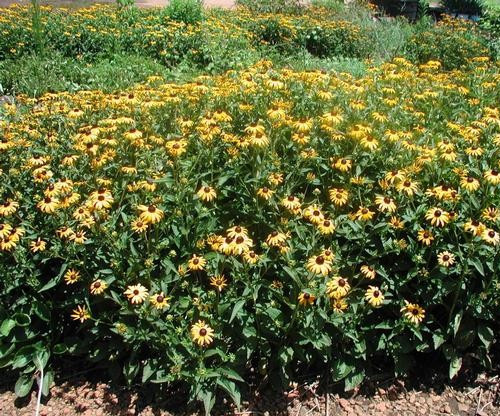 Rudbeckia ‘Goldsturm” 25 Plants in 3-1/2 inch Pots
