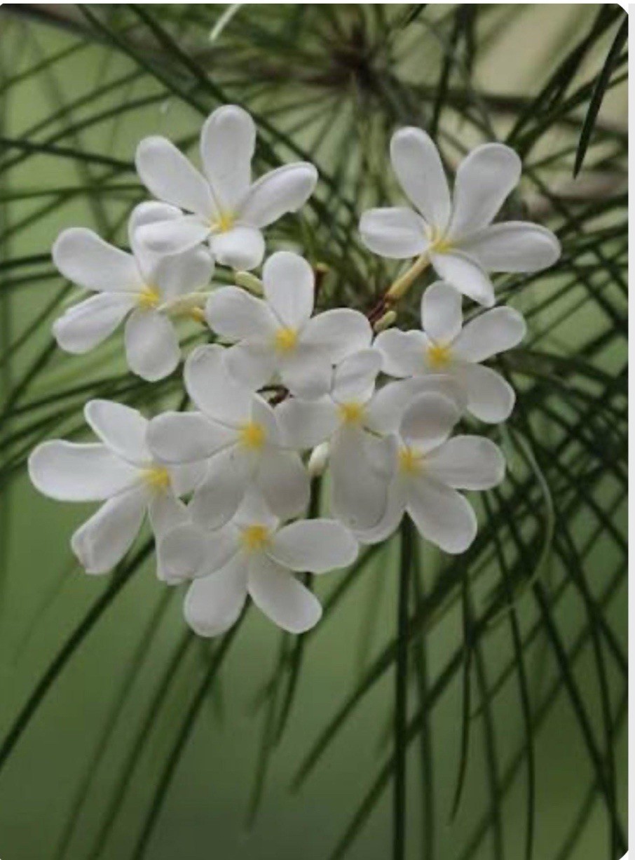 Plumeria Filifolia~Needle Leaf Plumeria~Well Rooted & Grafted Plant~Very Rare!