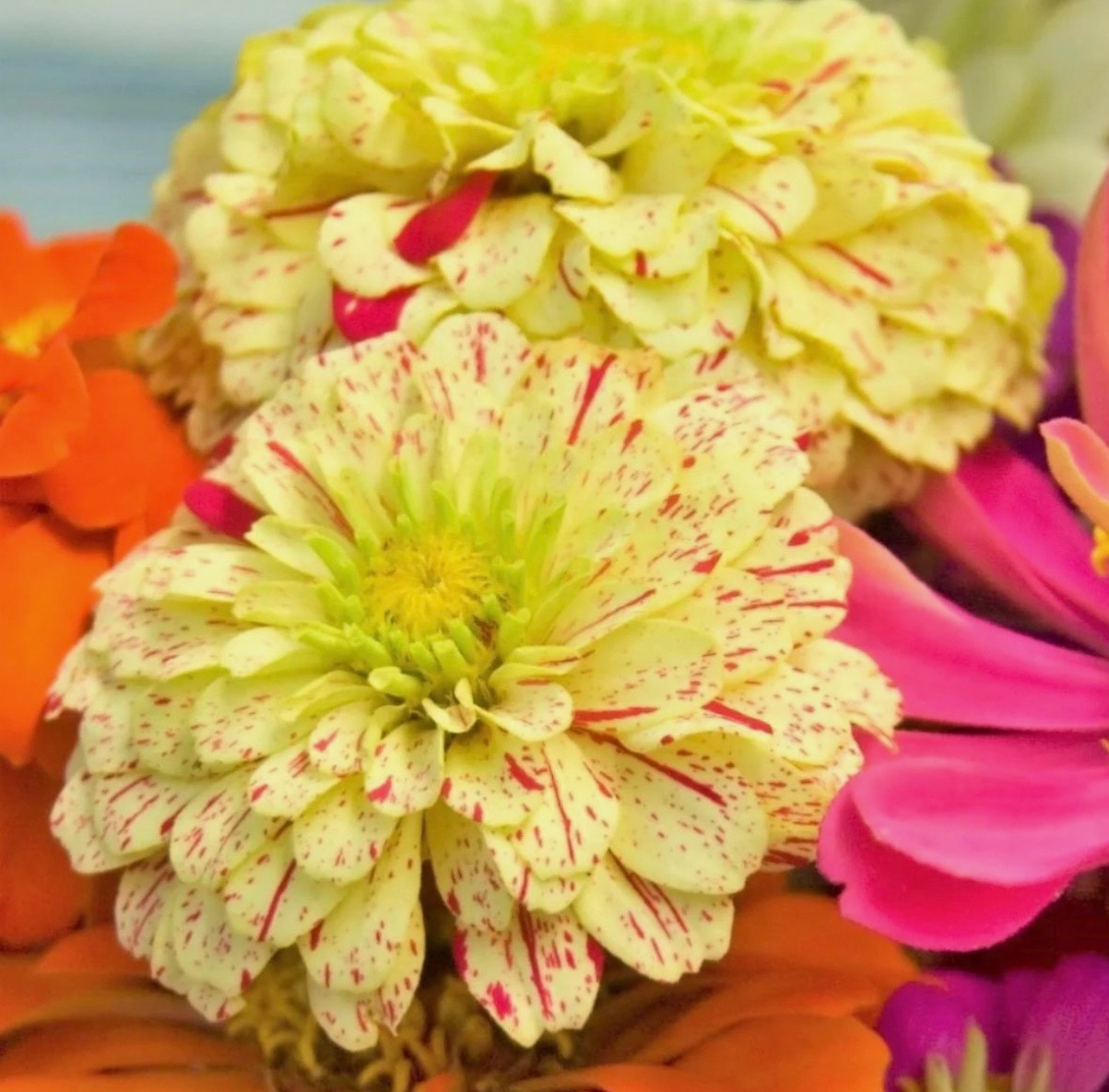 Peppermint Candy Stripe Zinnia | FRESH Seeds | Large Double Blooms | USA Seller