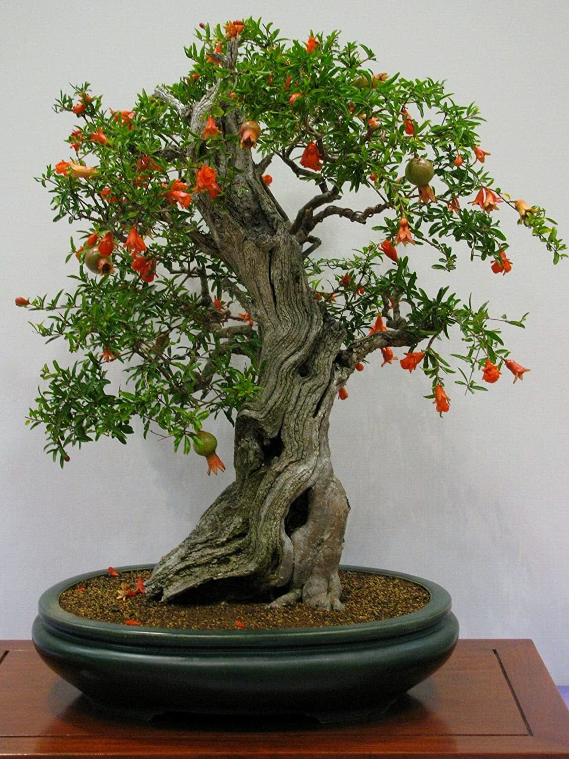 25 Dwarf Pomegranate Bonsai Seeds to Grow Highly Prized Edible Fruit Bonsai