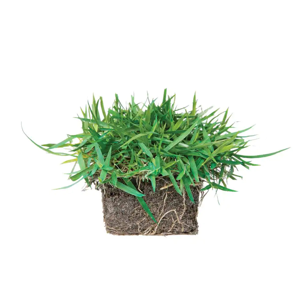 Zoysia Grass Plugs (32-Count) Natural with Fully Established Root System Fresh
