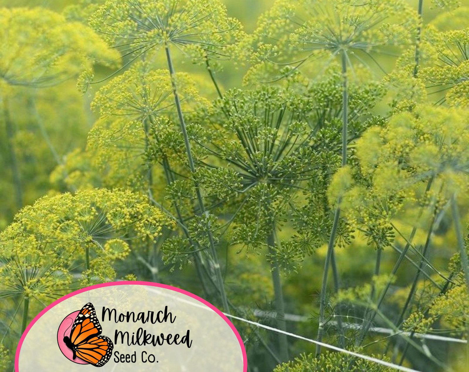 3700+ Dill Seeds ‘Bouquet’ | Heirloom Vegetable Garden Seed Packet from USA