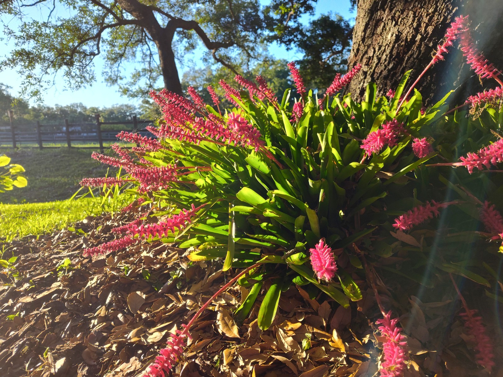 Matchstick Bromeliad Aechmea Gamosepala One Gallon Rooted Fresh From Florida