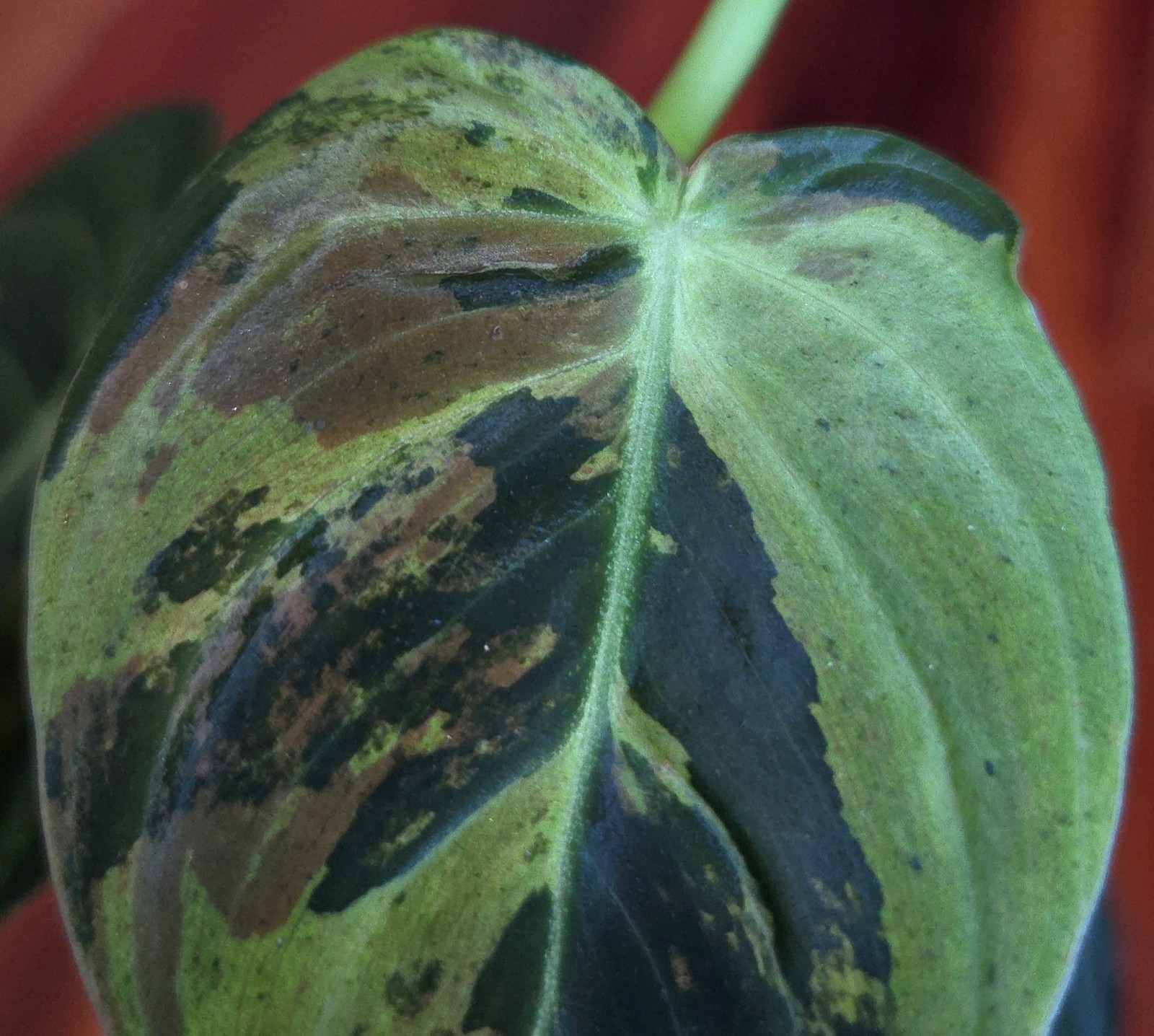 Rare Philodendron Variegated Melanochrysum 13″ Tall Not Anthurium Aroid Monstera
