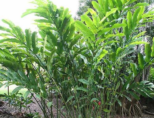 Etlingera elatior | Rose | Torch Lily | Ginger or Wax Flower | 10 Seeds