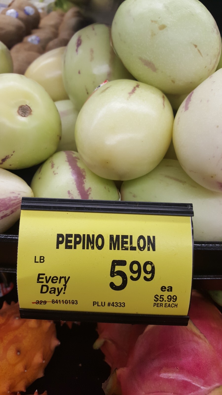 2 Sweet Pepino Melon Plants “HONEY GOLD” Variety Sweetest 人蔘果 Ginseng Fruit