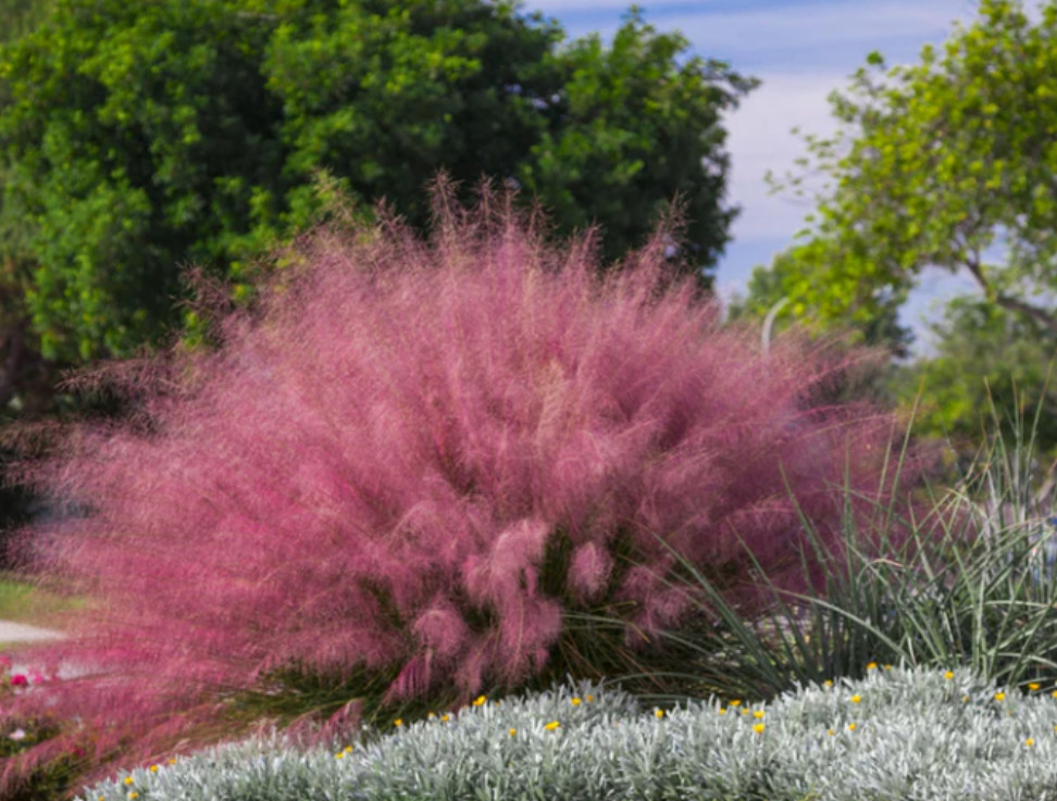 Muhly Grass Pink Live Plant – 10-12″ Tall – Ornamental Grass for Garden & Contai