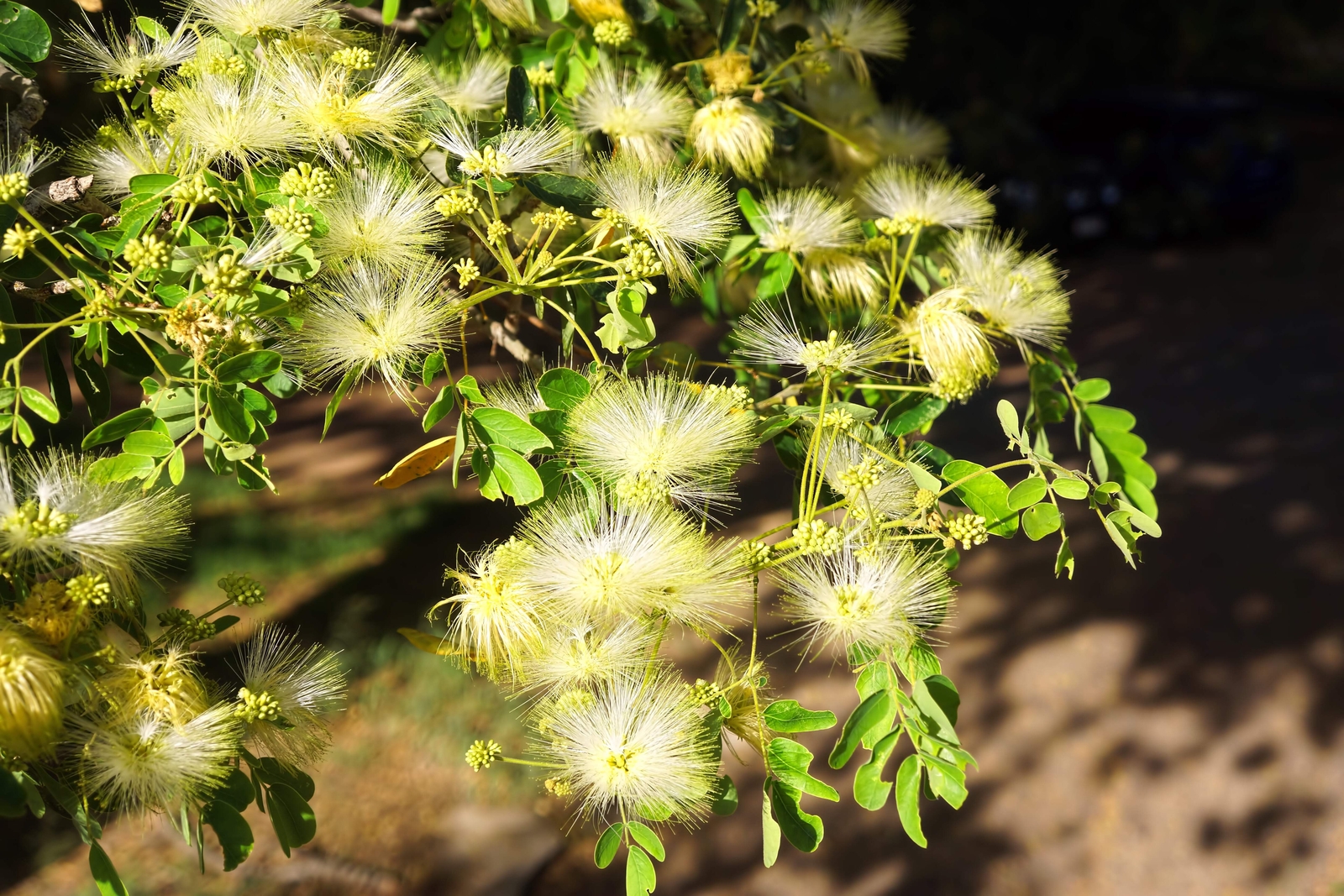 20 WOMAN’S TONGUE TREE White Mimosa Nectar Flower Albizia Lebbeck Legume Seeds