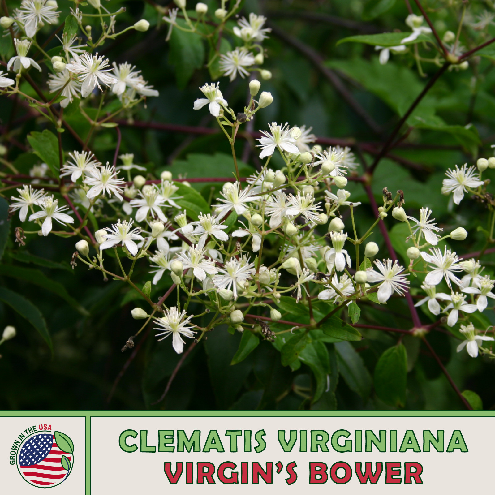 100 Virgin’s Bower Seeds, Clematis virginiana, Native Perennial Wildflower