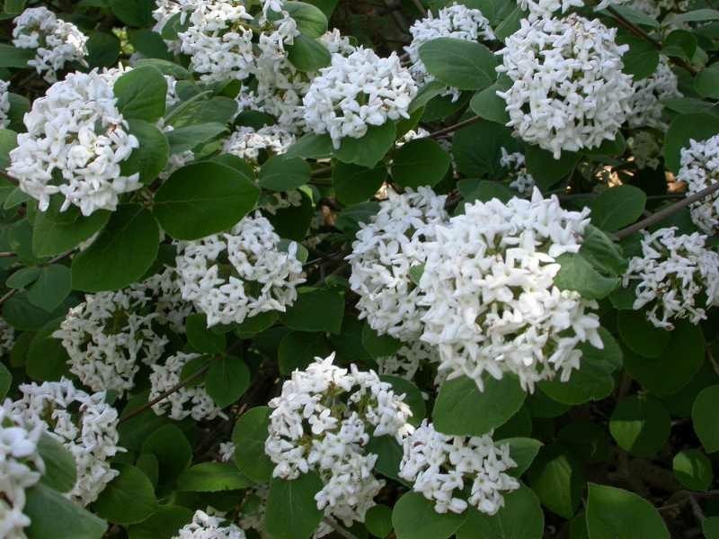 Koreanspice Viburnum 1 Live Potted Plant in 3.5 Inch Pot Fragrant