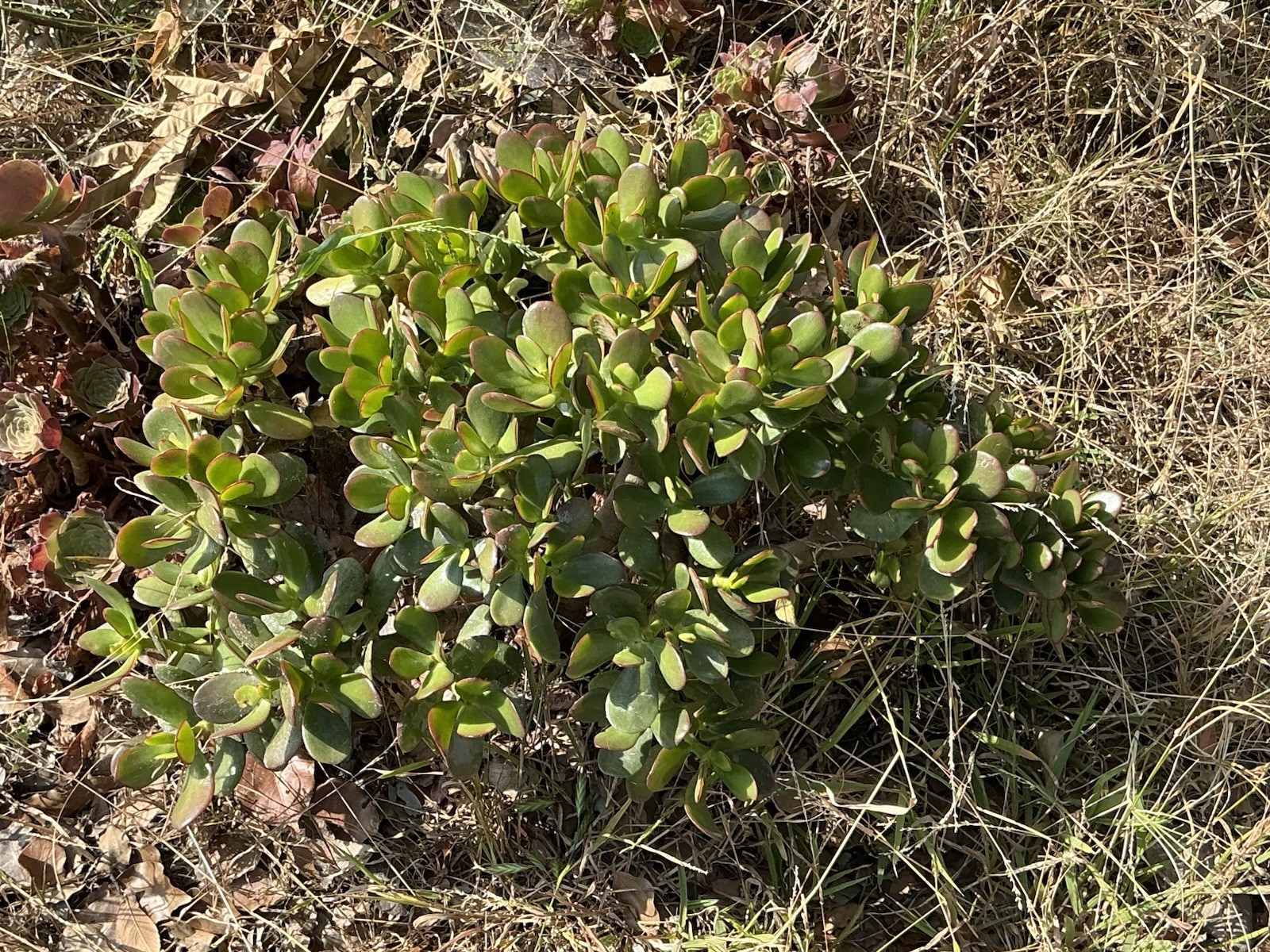 healthy jade plant with roots, Around 16” To 17” tall, rooted