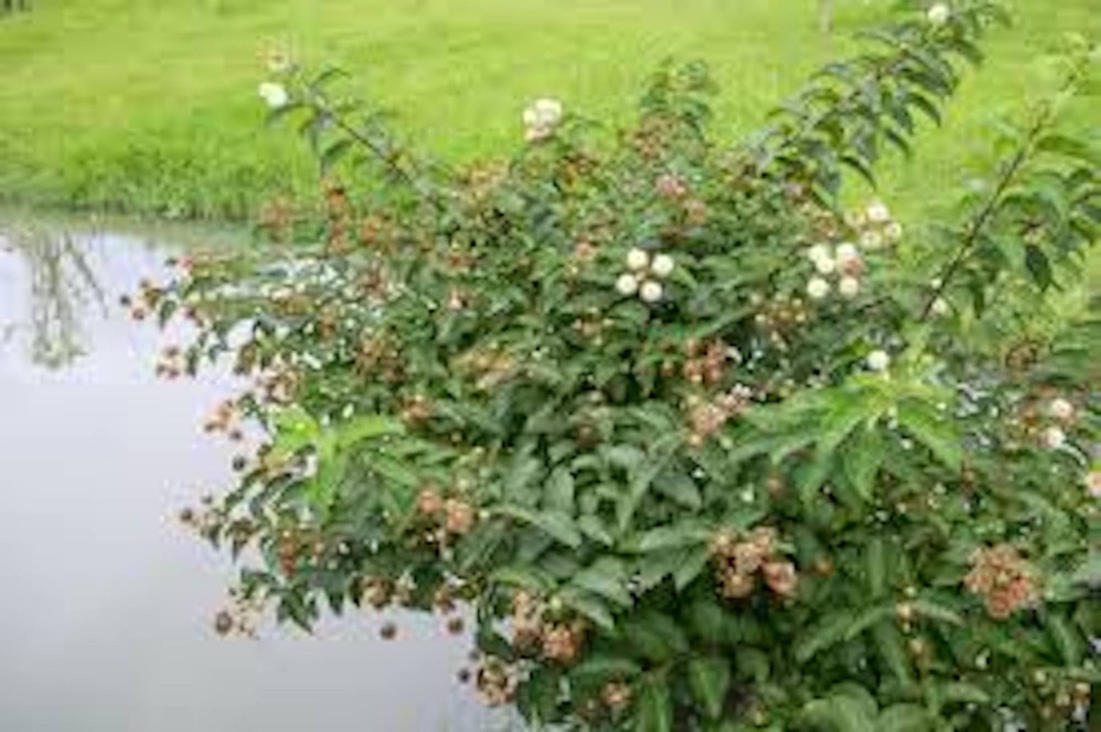 1 Buttonbush Plant 12-24″ Tall Bare Root Shrub Cephalanthus occidentalis