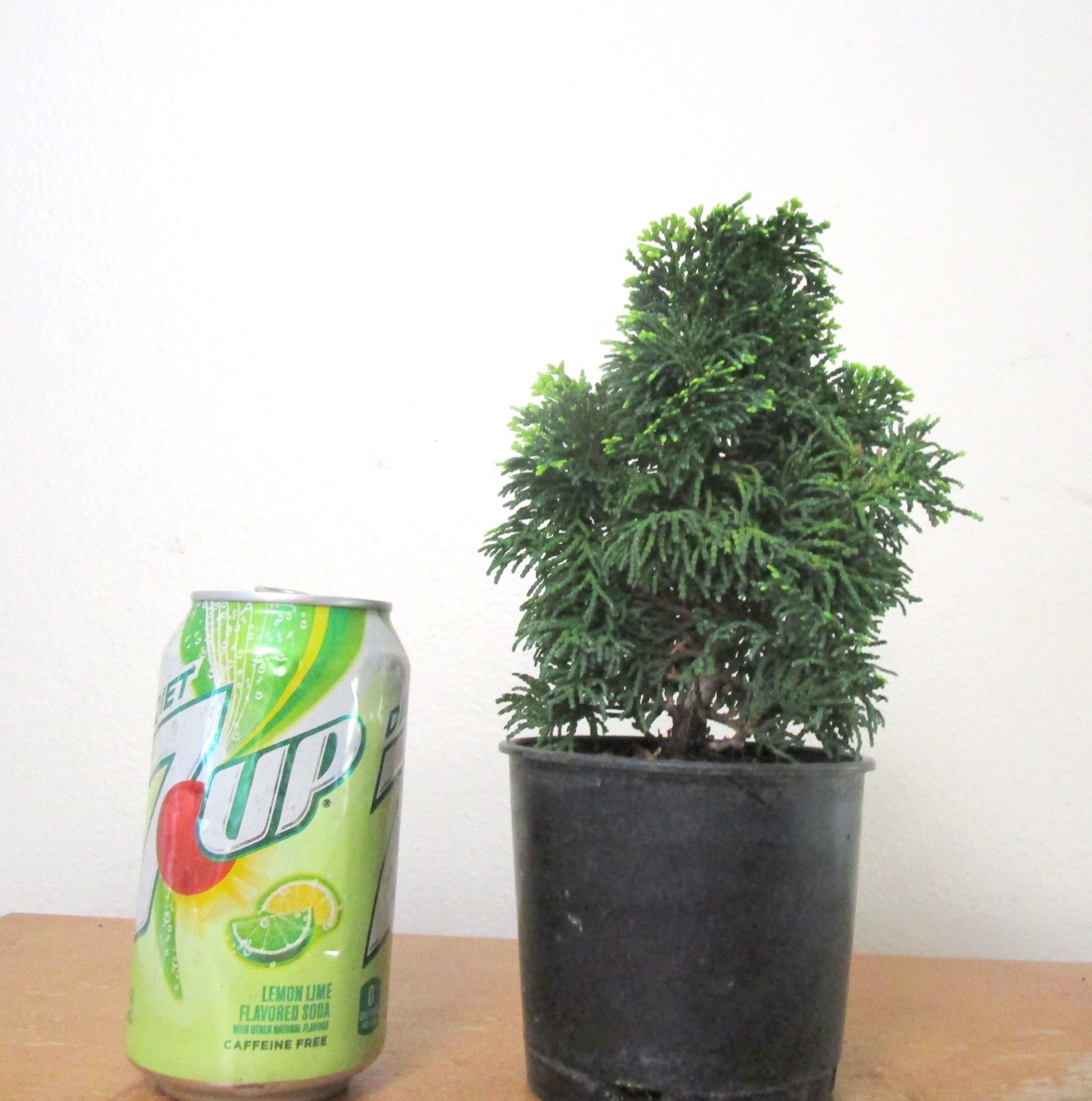 Fat Dwarf Hinoki cypress for mame shohin bonsai tree free shipping