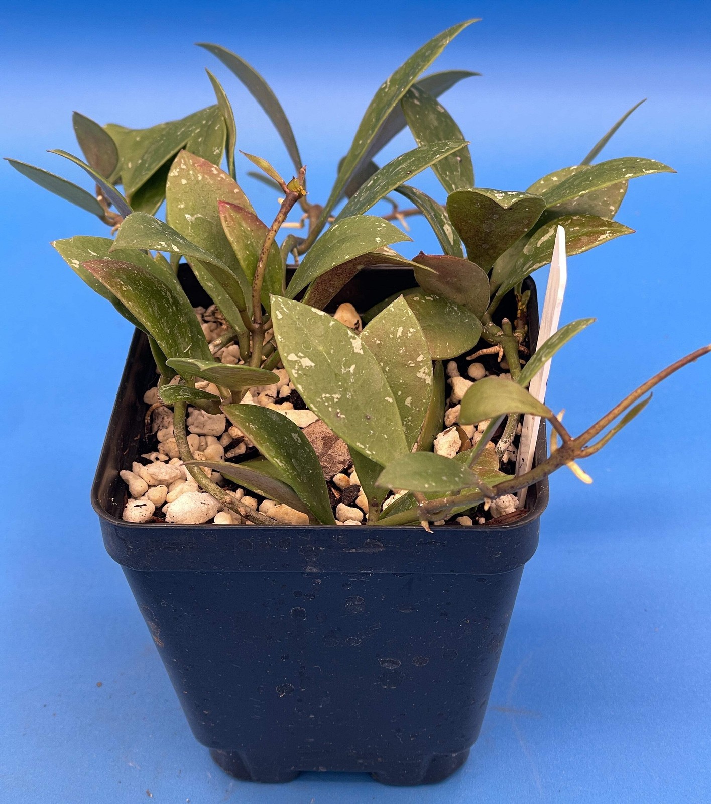 Hoya Sipitangensis – Rooted In 3.5″ pot – Multiple Nodes!