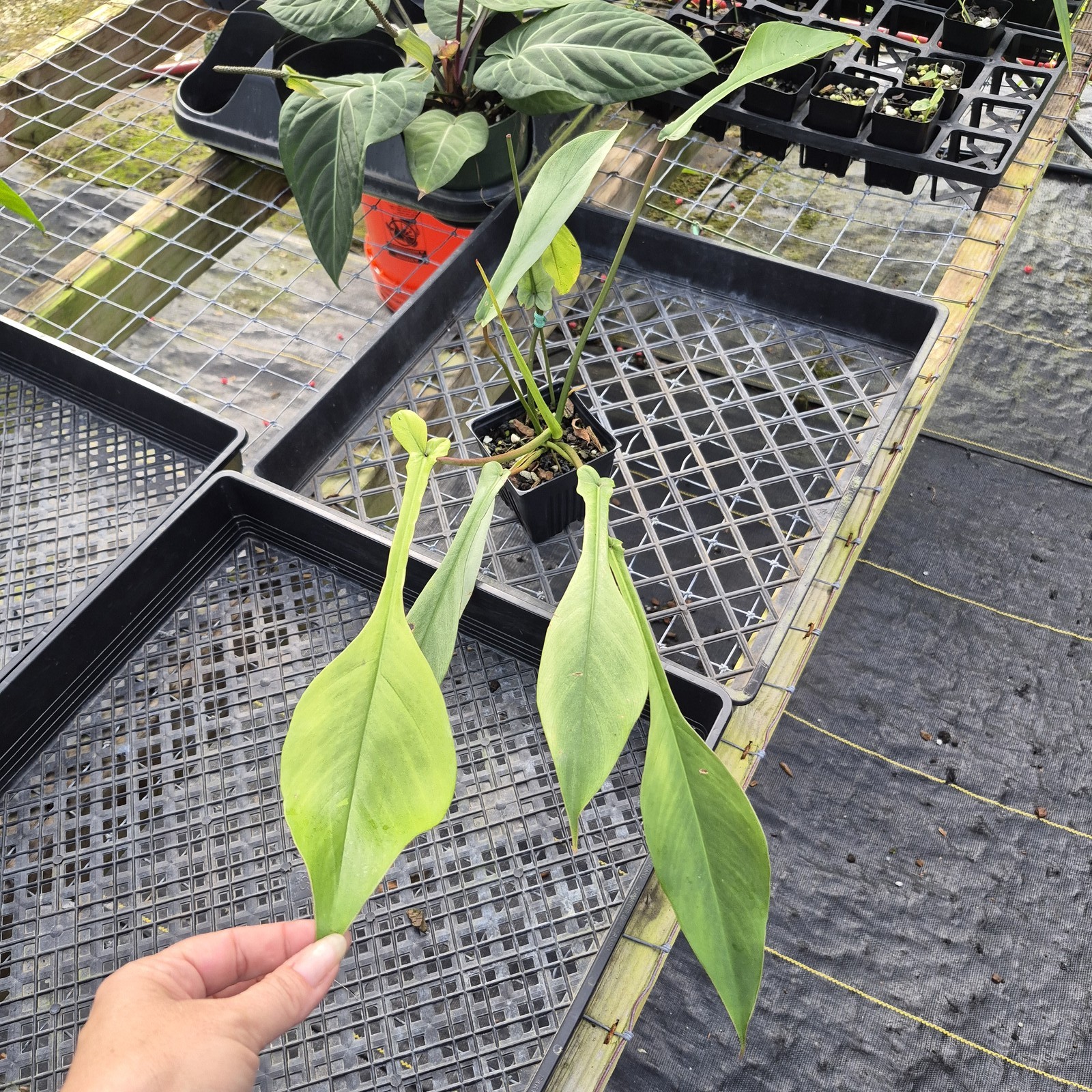 Philodendron Joepii Mint, Variegated, Exact Plant Ships Nationwide