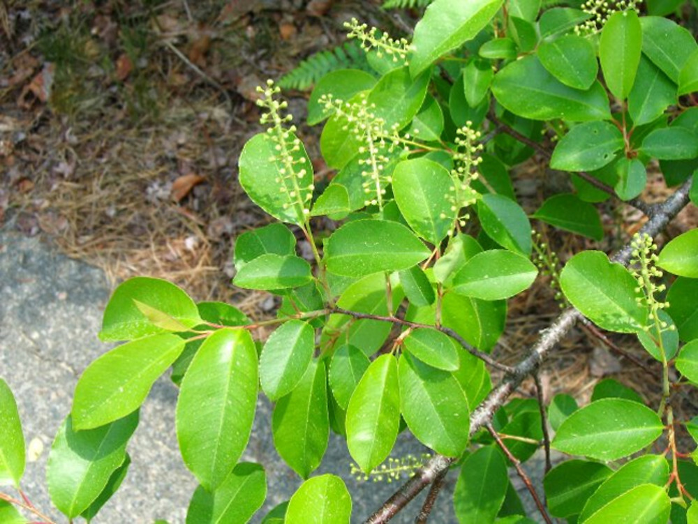 BLACK CHERRY TREE LIVE PLANT 12 – 16 INCHES Prunus serotina Ehrh. SET OF 2