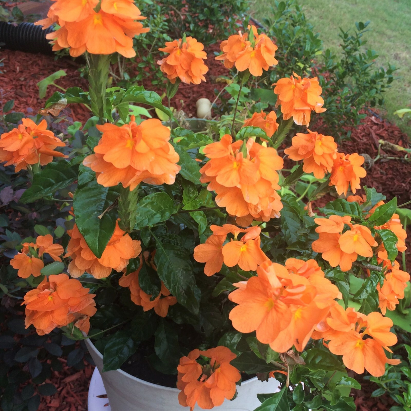 Crossandra Infundibuliformis 10 Seeds, Orange Marmalade Flowers Perennial Annual