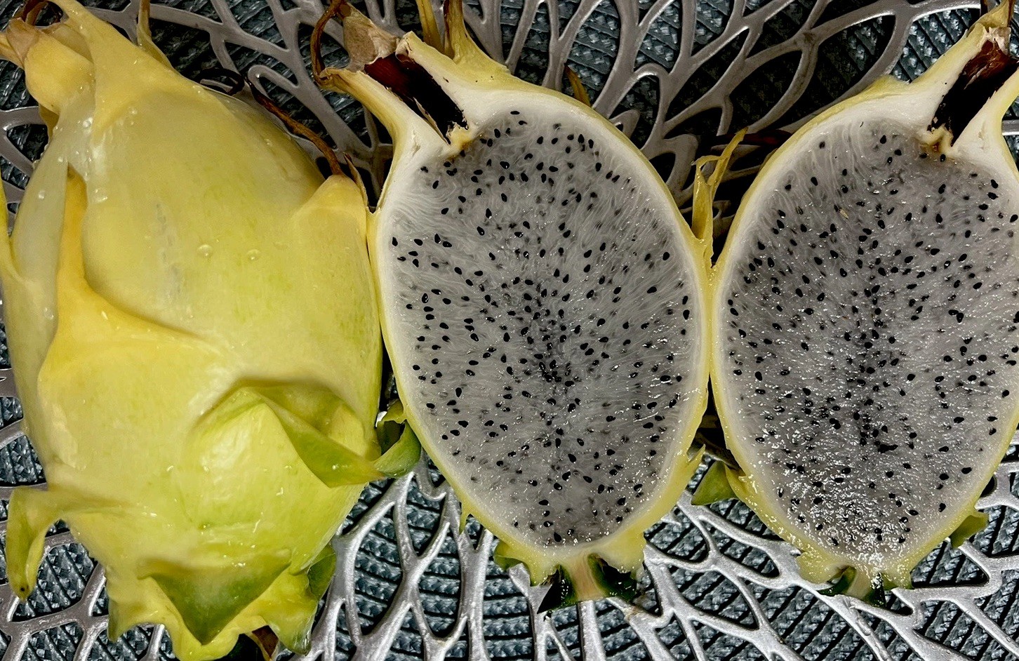 Dragon Fruit “Israel Yellow” CUTTINGS 8-12 Inches