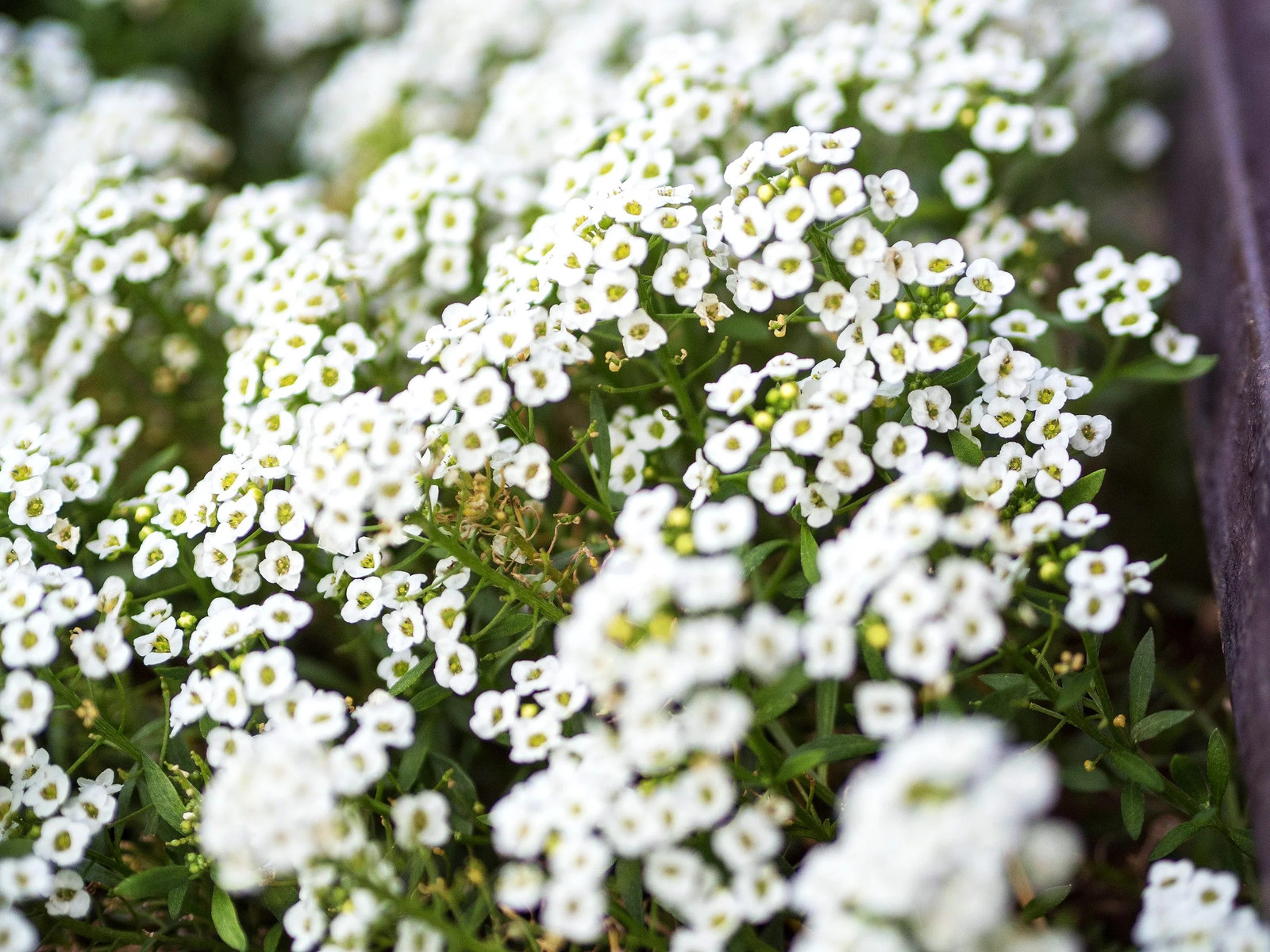 Carpet of Snow Sweet Alyssum Seeds | Mat Forming Annual White Flower Seed 2025