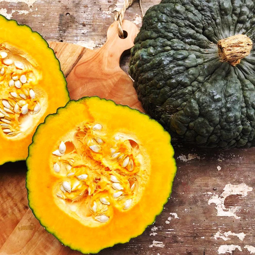 Marina Di Chioggia Squash Seeds – For 2025 Planting Italian Green Zucca Barucca