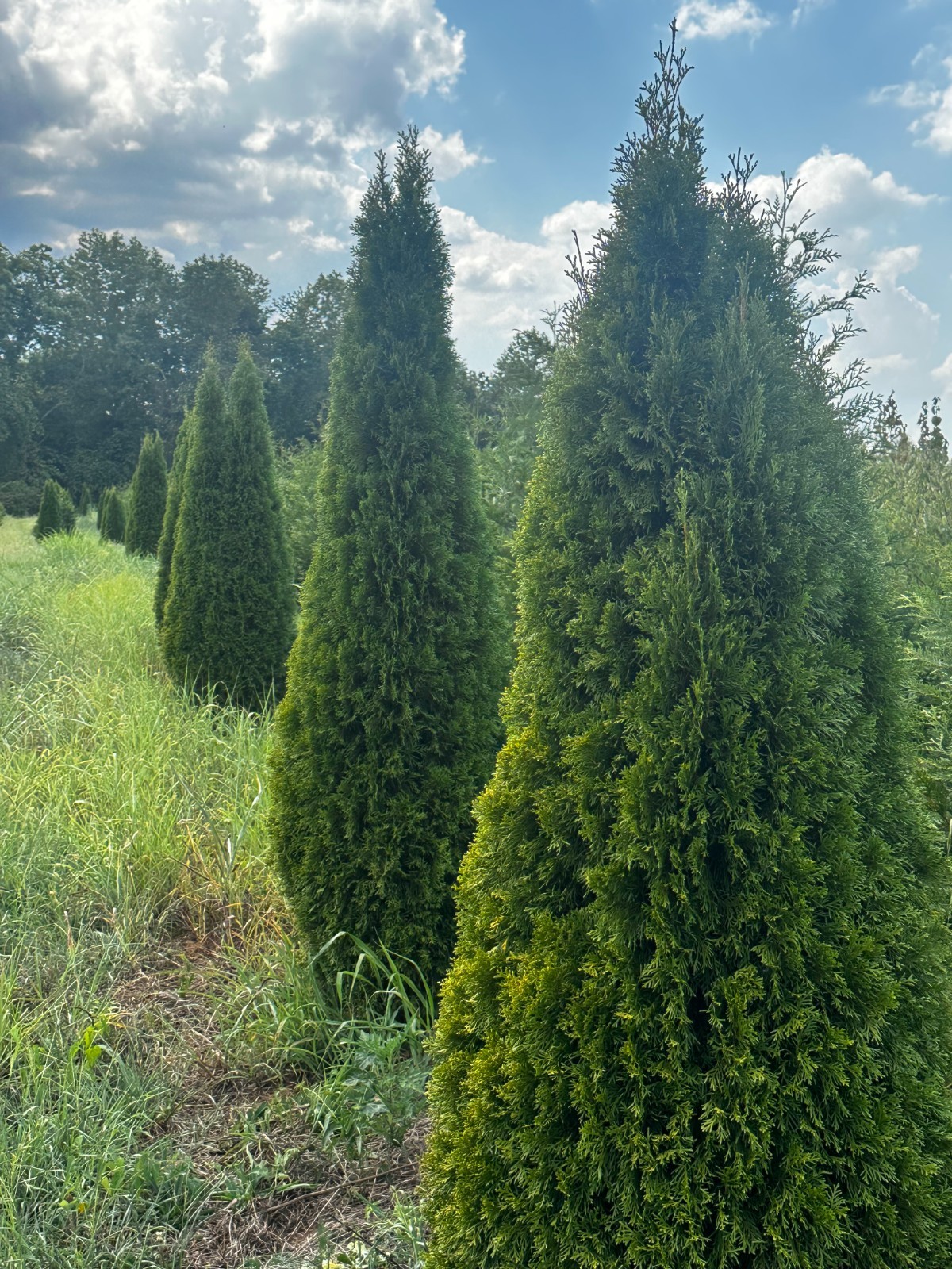 3 Green Giant Arbovitae 2.5 In Pot 6-12″ Height