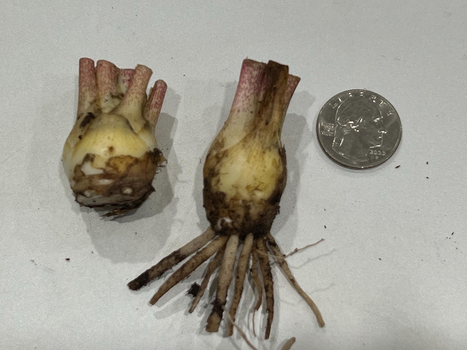 LOVE Double Polianthes Tuberose Bulbs – US Seller