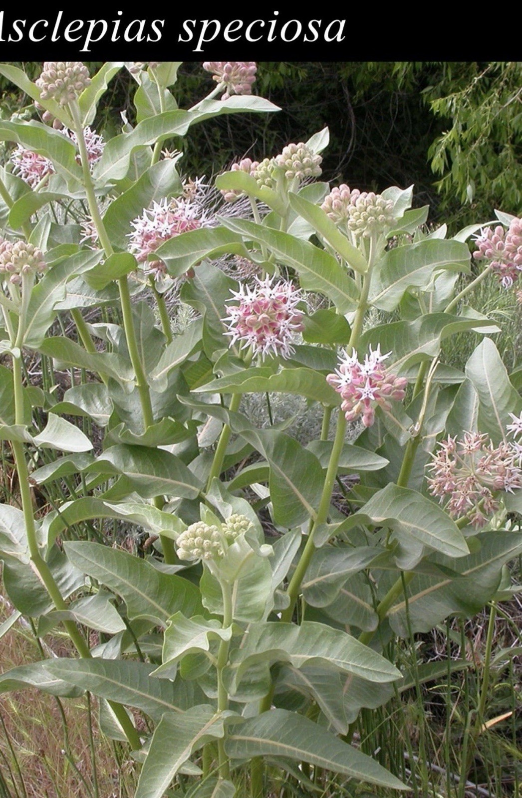 Native American Seed Co. Showy Milkweed Covers 200 sq ft Full Sun Pink/White